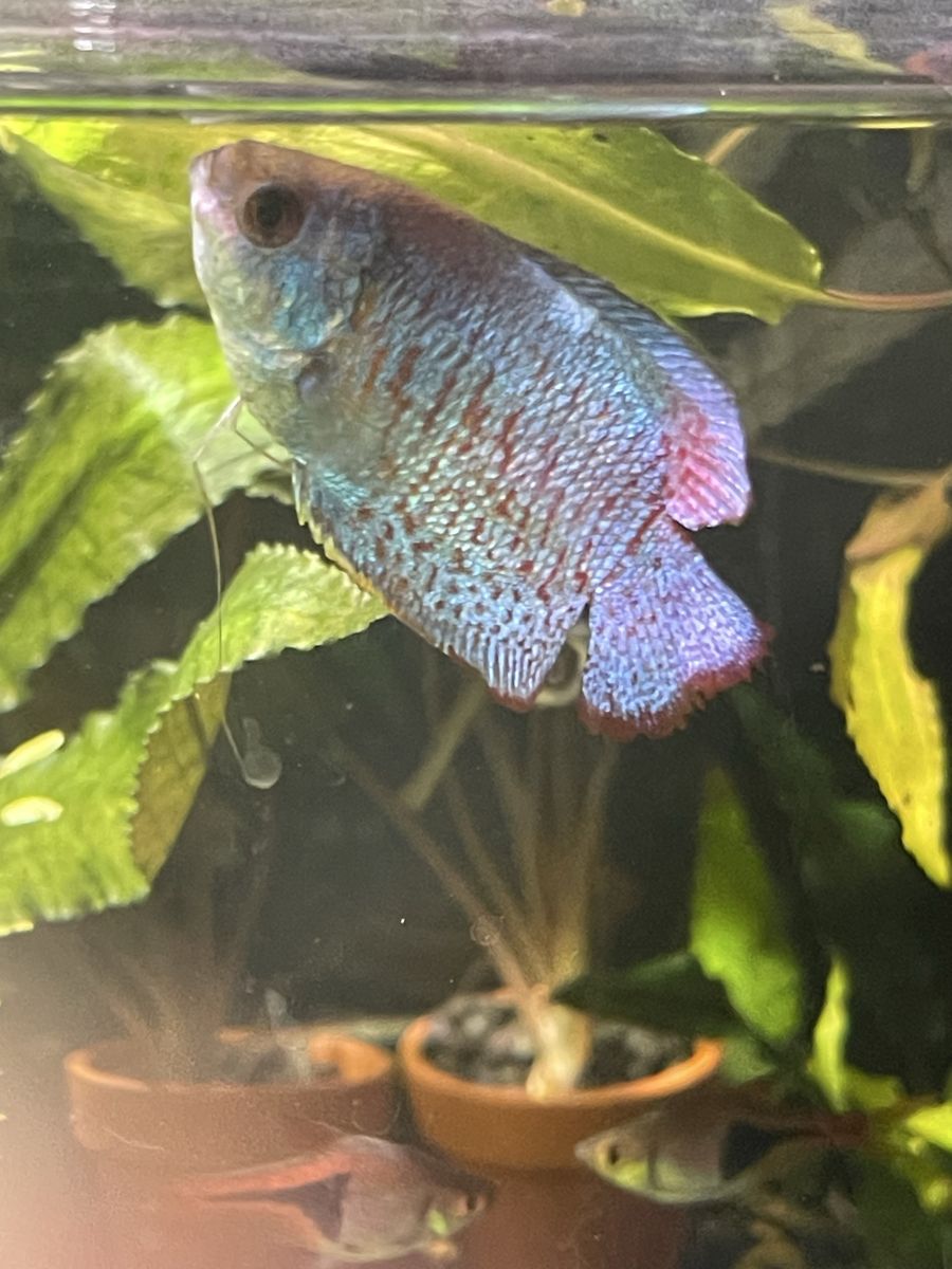 Blue Dwarf gourami