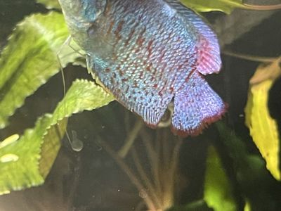 Blue Dwarf gourami