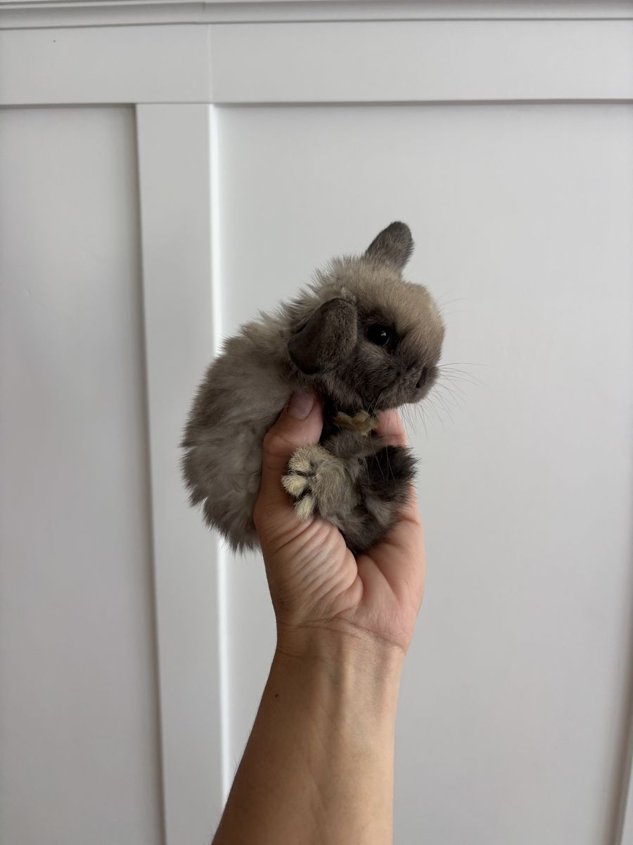 Holland lop buck