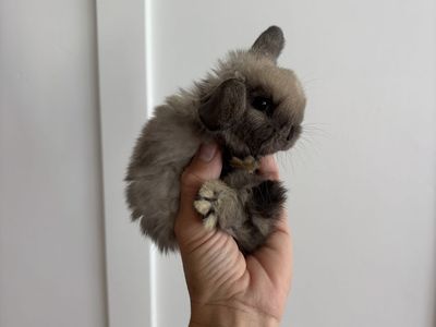 Holland lop buck