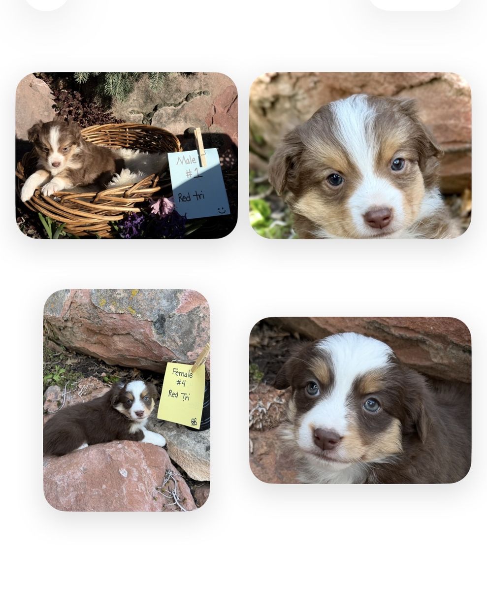 **Purebred Mini Australian Shepherd(Mini Aussie)