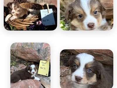 **Purebred Mini Australian Shepherd(Mini Aussie)