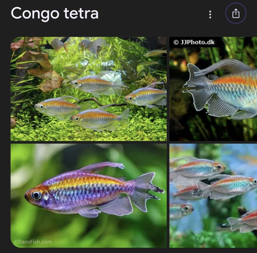 7 Congo Tetras