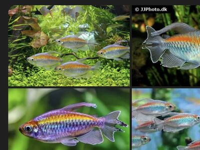 7 Congo Tetras