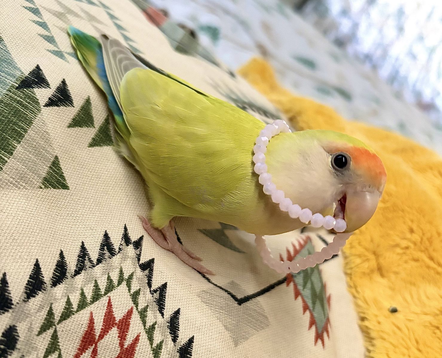 Bird take in