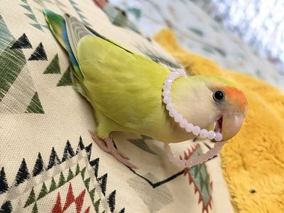 Bird take in