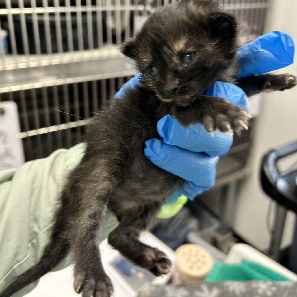 Hello my name is Laguna