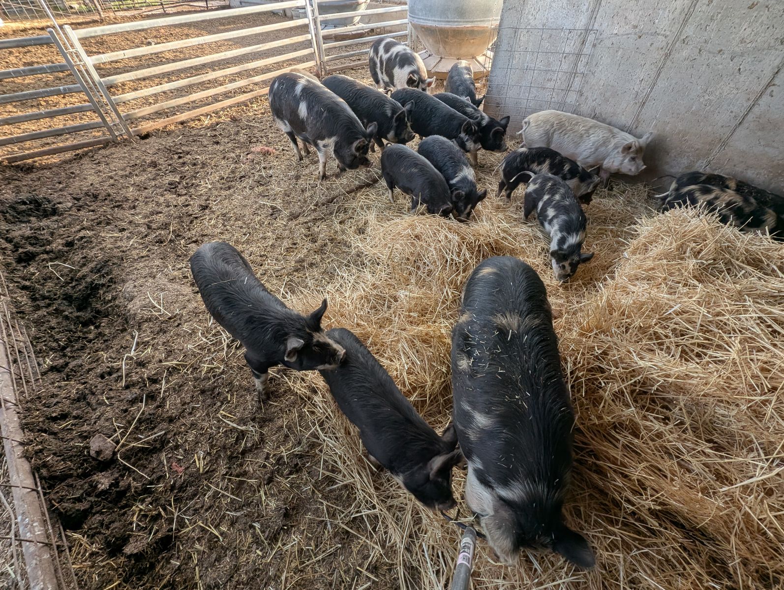 Idaho Pasture Pigs (IPP)