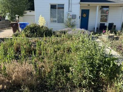 Weeds Removal 805-8164334 Yard Clean Up Mowing