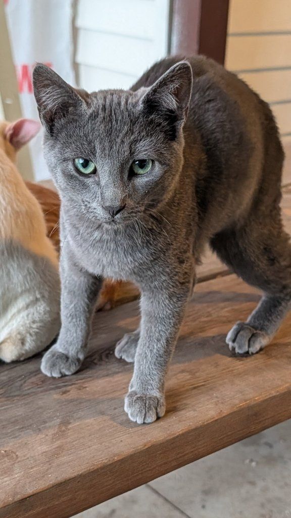 Barn Cats