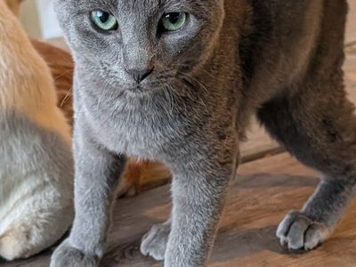 Barn Cats