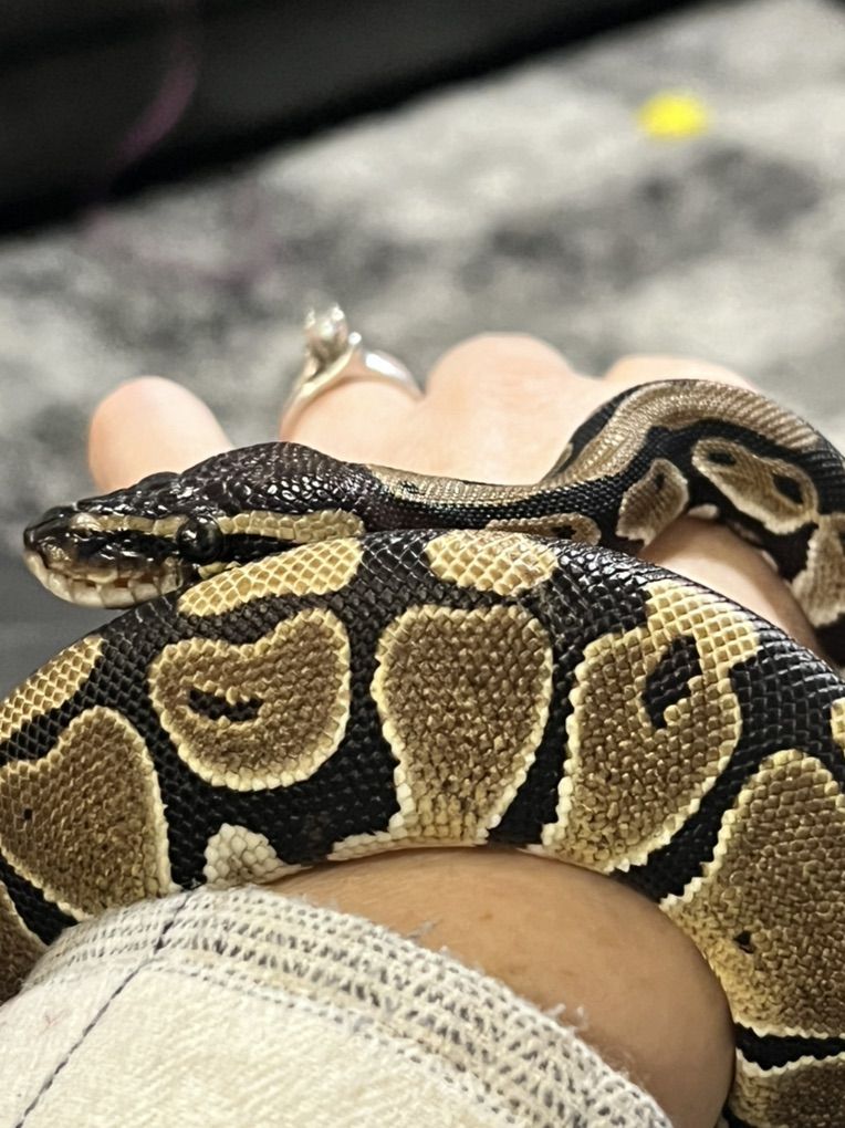 Ball Python + Full Set Up