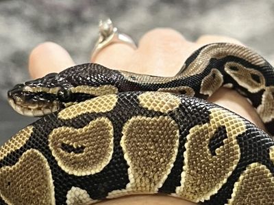 Ball Python + Full Set Up