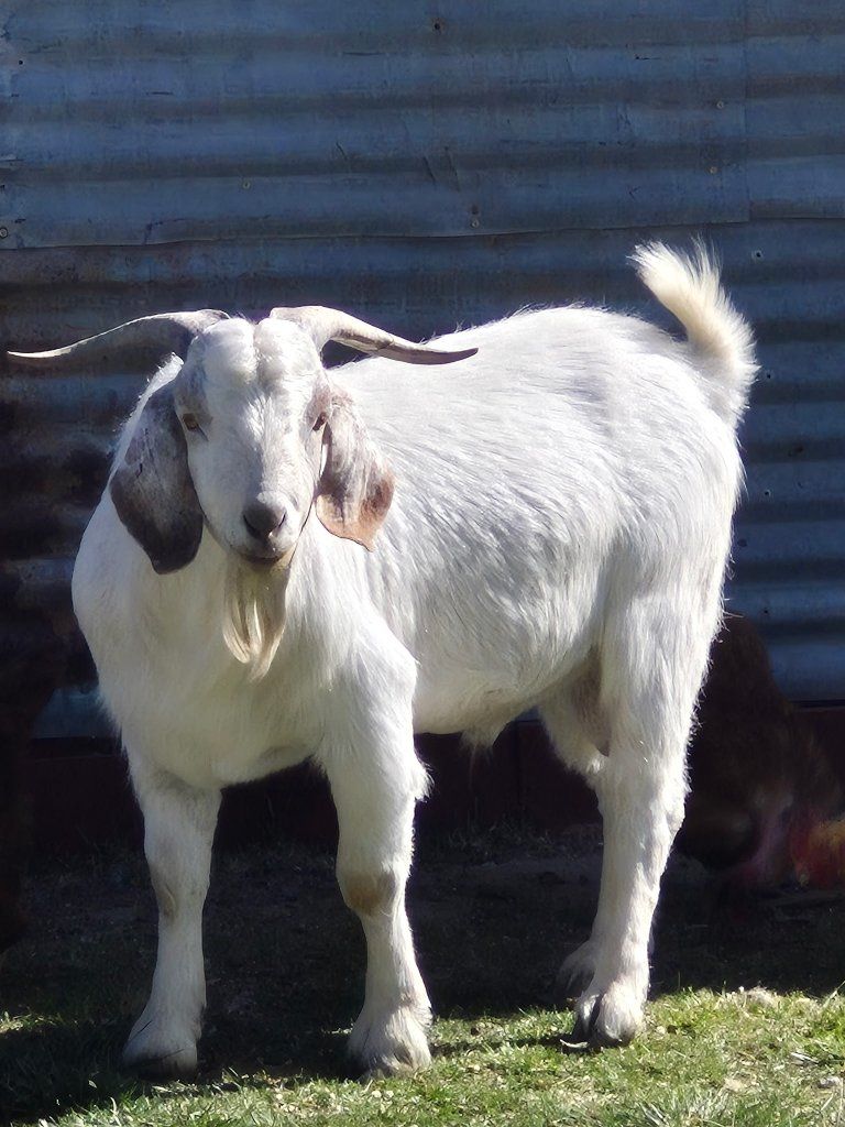 Savanna/Boer Cross Goats - 1 Female, 1 Male