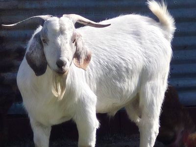 Savanna/Boer Cross Goats - 1 Female, 1 Male