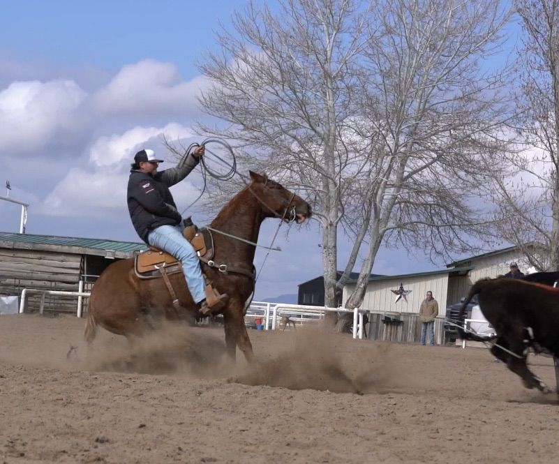 Head Heel Family Gelding