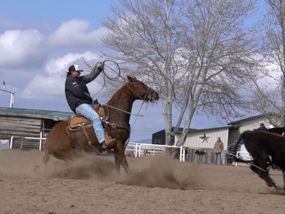 Head Heel Family Gelding