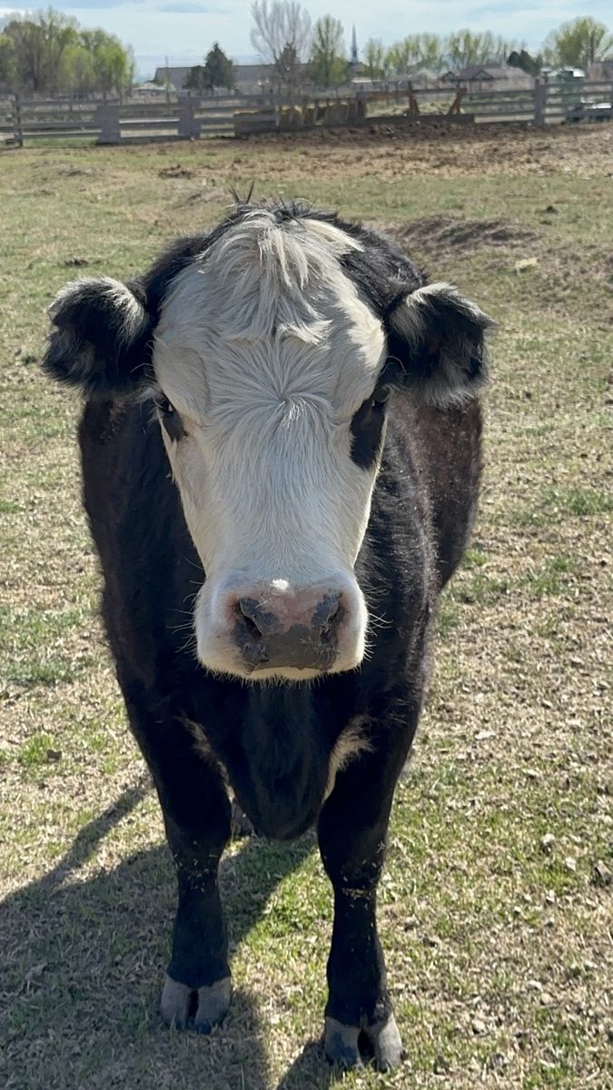 Beef cow
