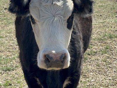 Beef cow