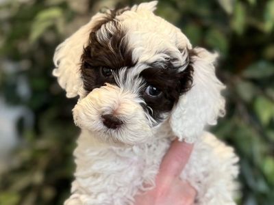 Multigenerational Australian Labradoodle
