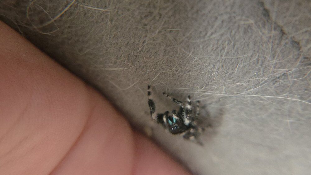jumping spider super sale $10