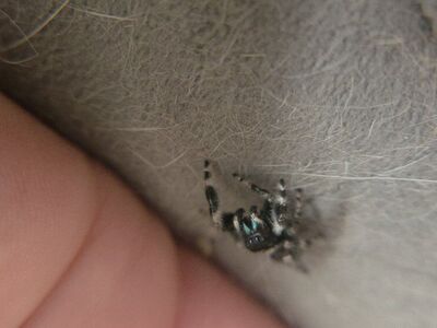 jumping spider super sale $10