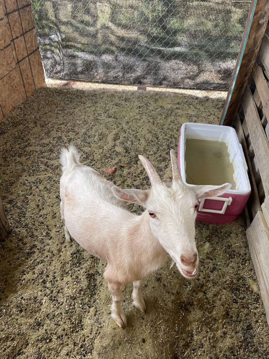 Dwarf Nigerian Goats