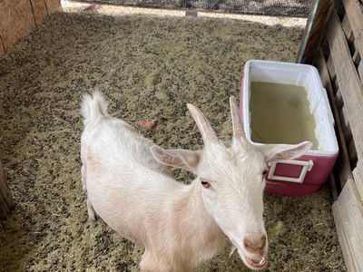 Dwarf Nigerian Goats