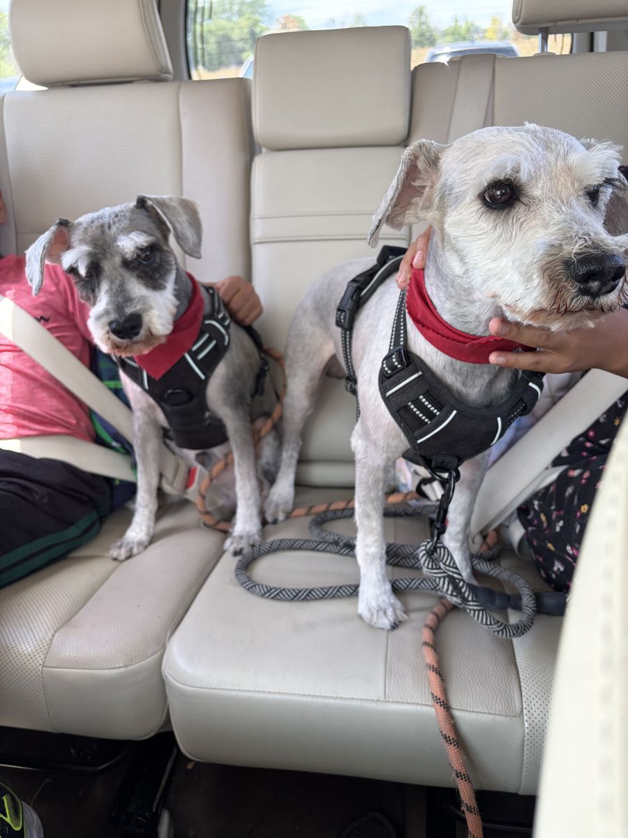Miniature schnauzers