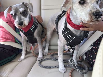 Miniature schnauzers