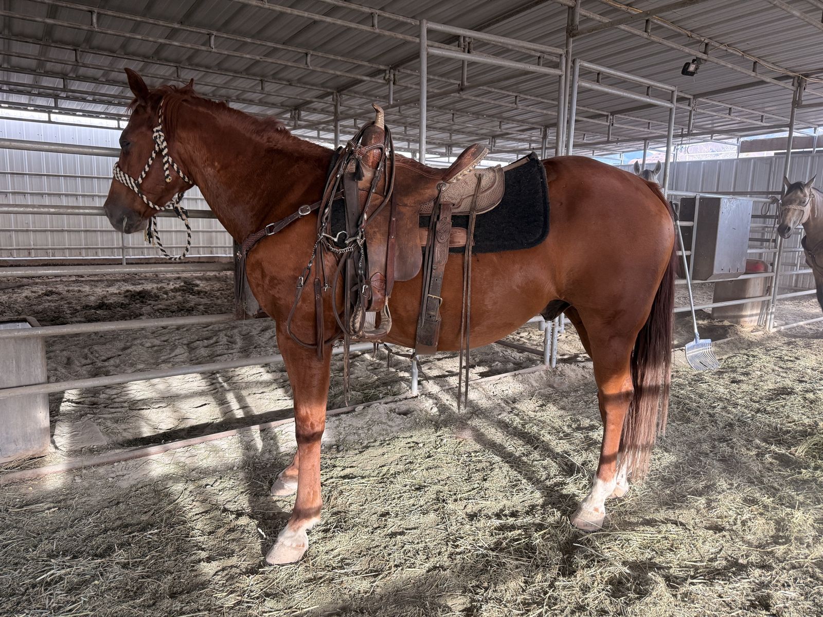 16 Year Old Sorrel Gelding