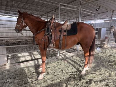 16 Year Old Sorrel Gelding
