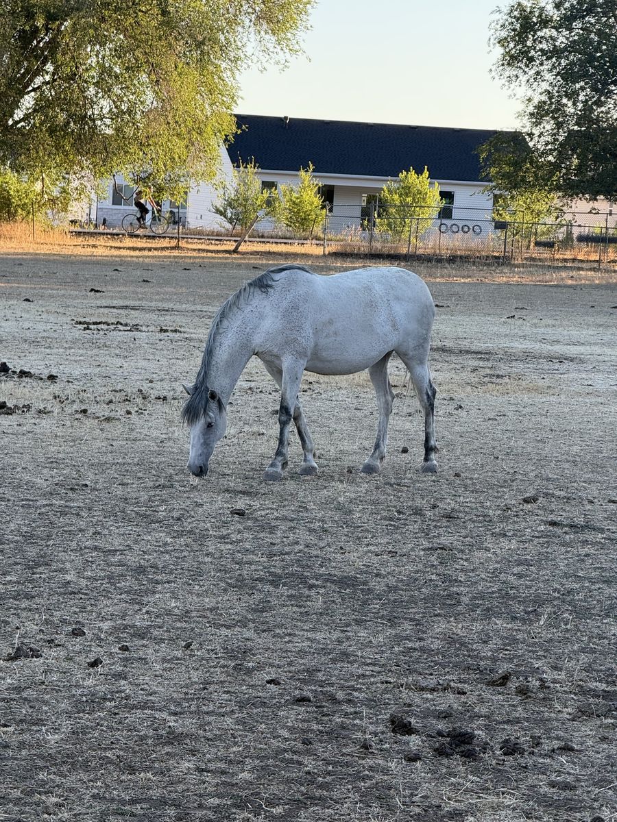Beautiful Grey Mare ANDALUZ - Well-Behaved & Ready for a New Home