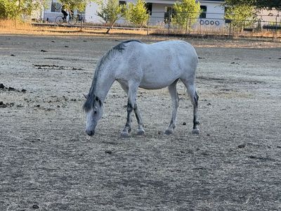 Beautiful Grey Mare ANDALUZ - Well-Behaved & Ready for a New Home