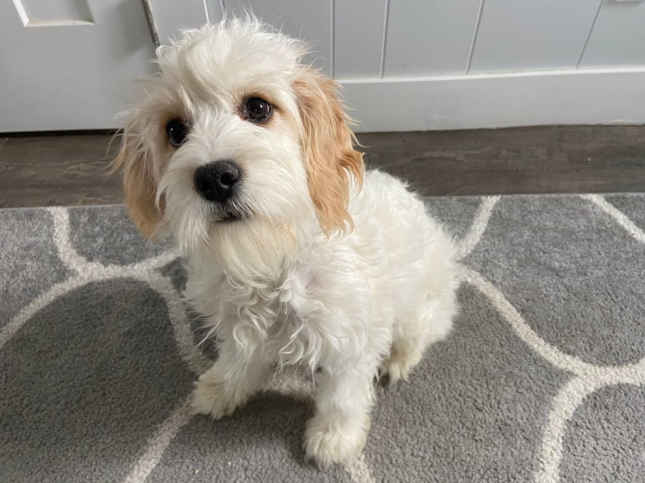 Meet Frosty! - Cavapoo Puppy