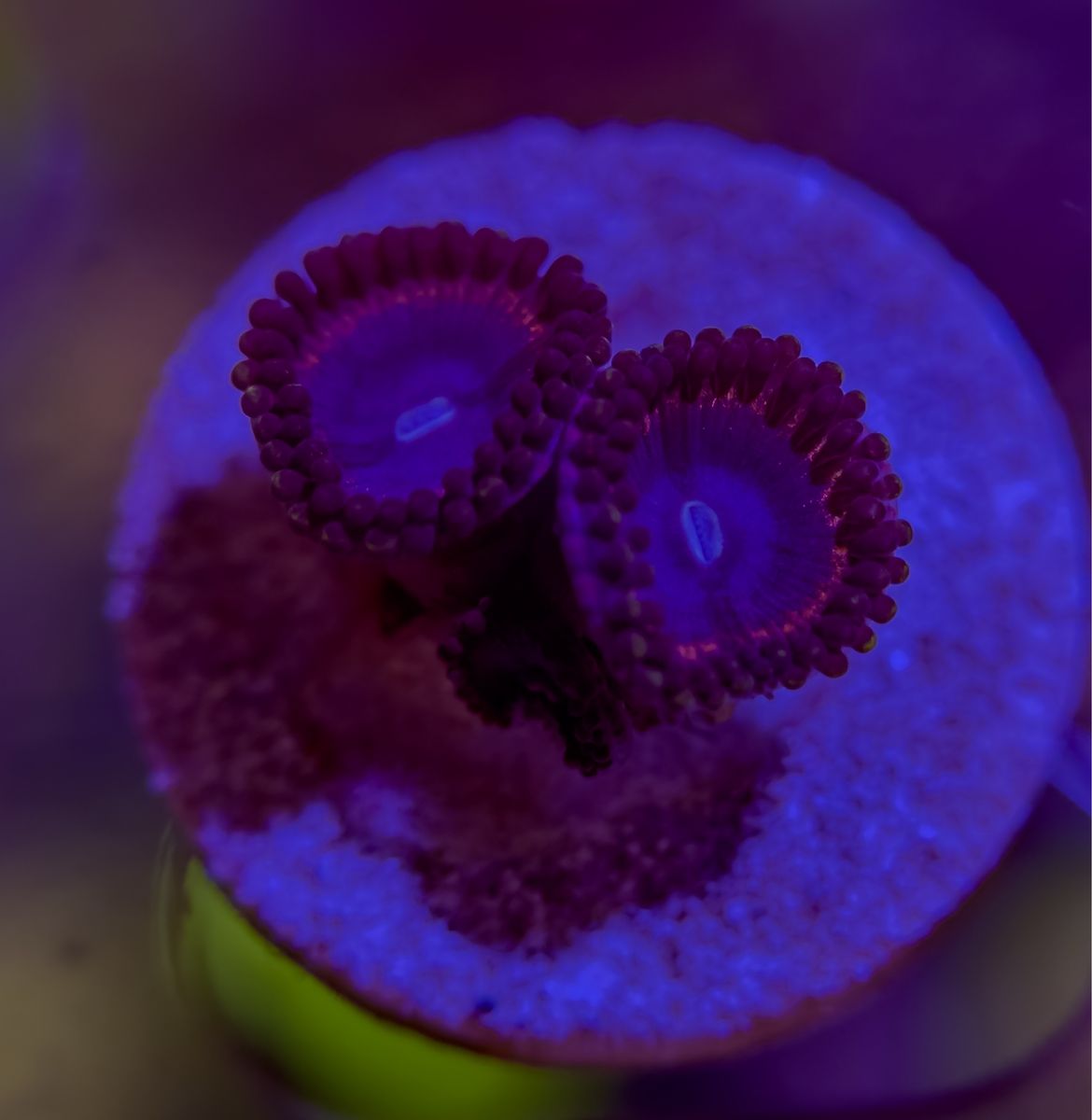 Main image 6