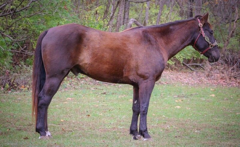 Brownie ,Super Strong and Beautiful 5 Year Old Grade Brown Gelding Horse