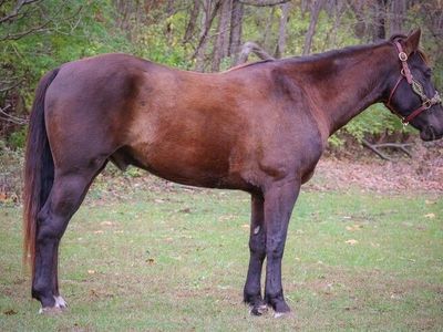 Brownie ,Super Strong and Beautiful 5 Year Old Grade Brown Gelding Horse
