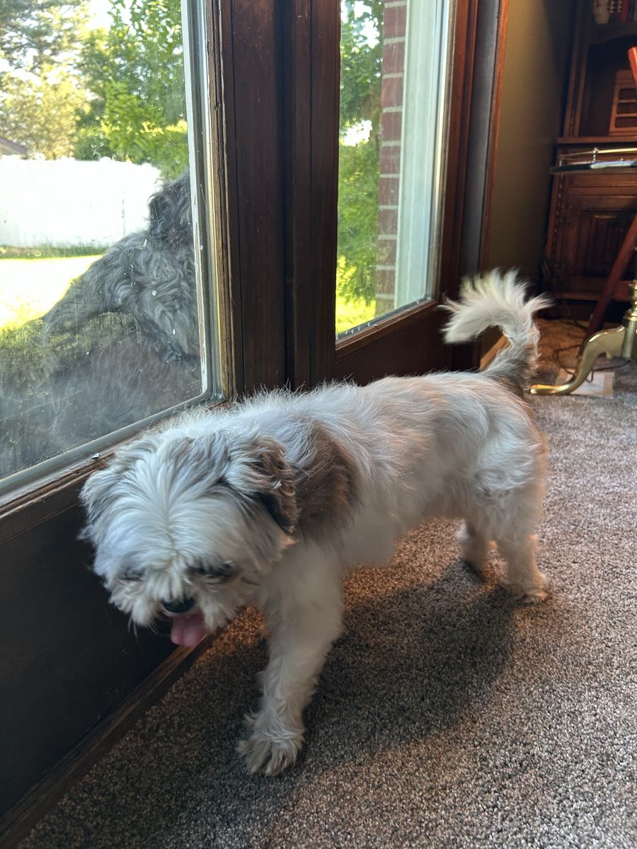 Found dog in Provo. Small white