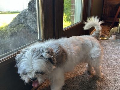 Found dog in Provo. Small white