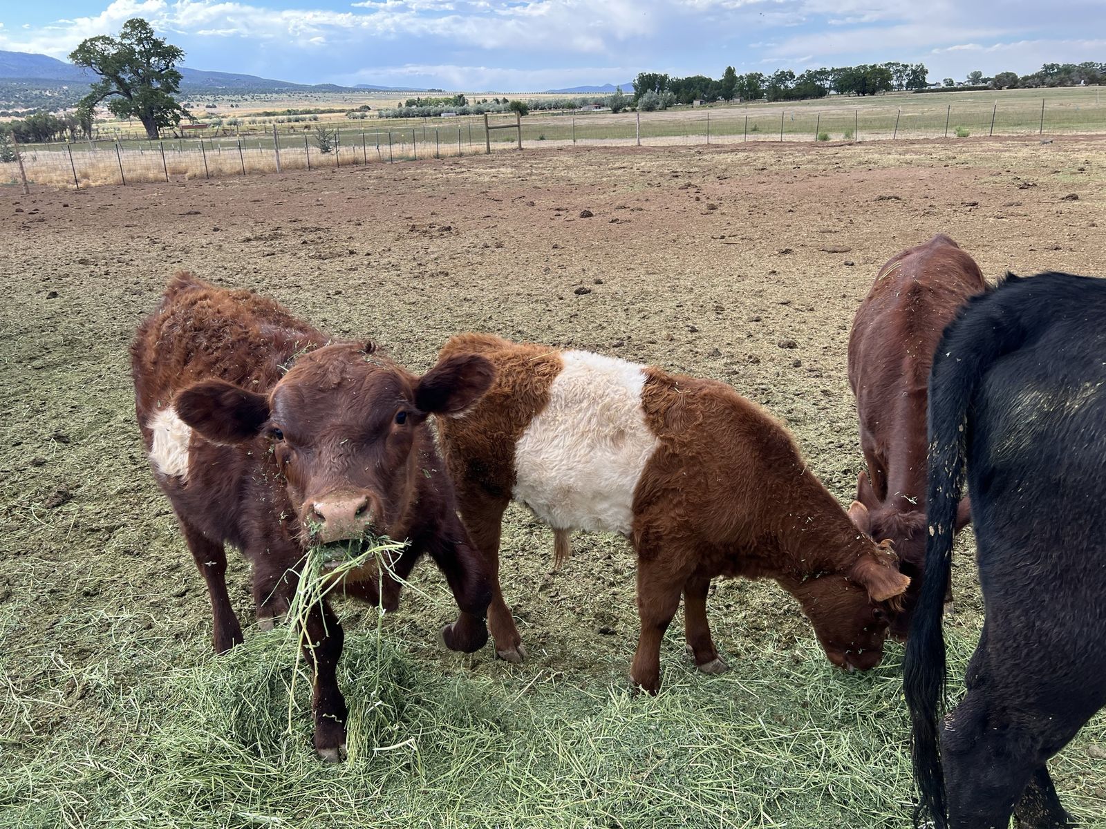 Dexter x Galloway bull calf in Kanarraville