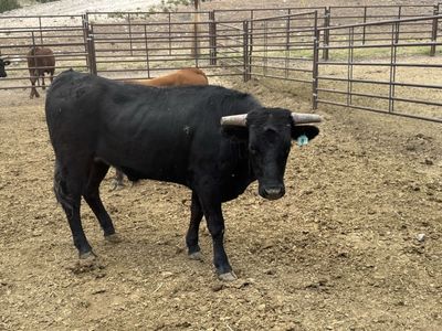 Teaming Roping Cattle