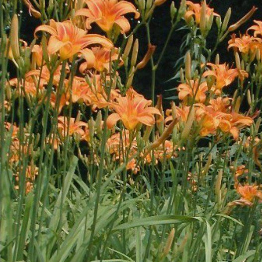 Day Lilly Plant Starts