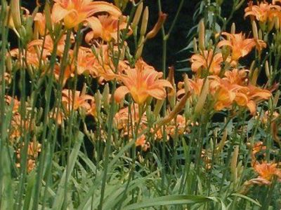 Day Lilly Plant Starts