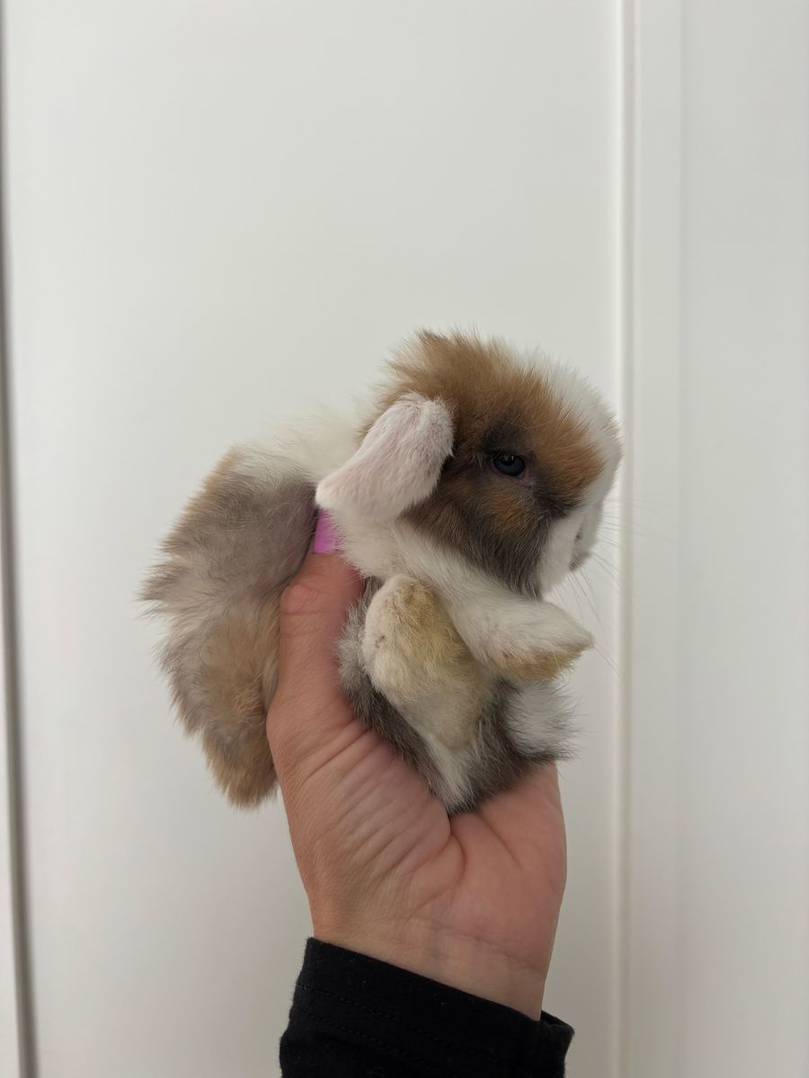 Holland lop doe