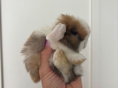 Holland lop doe