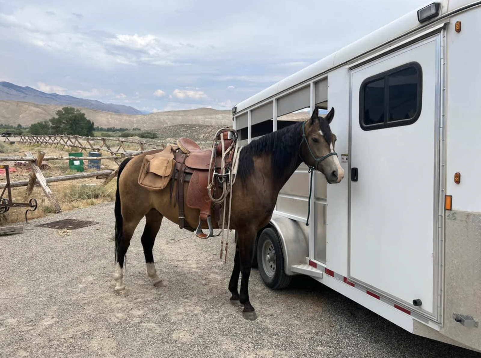 2020 Chromed- out Grade Morgan Pony Cross