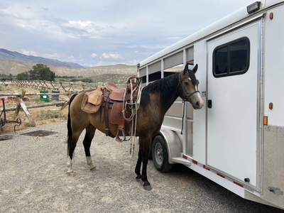 2020 Chromed- out Grade Morgan Pony Cross