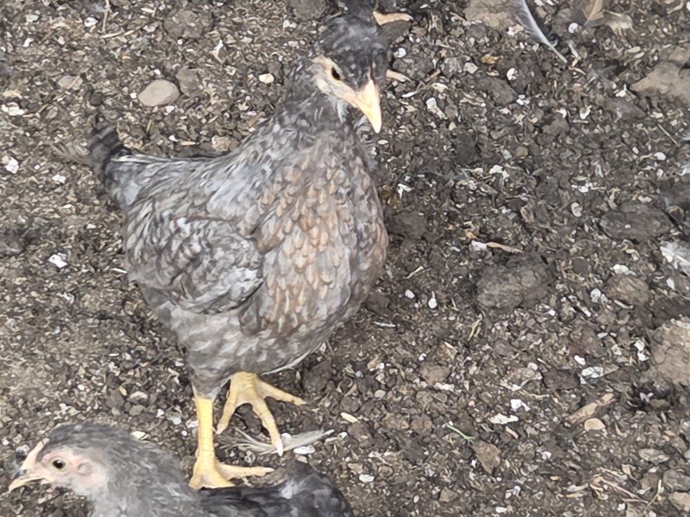 Creasted Cream Legbar Pullets