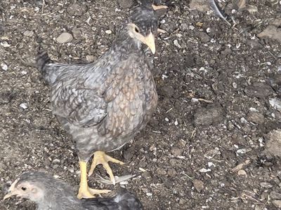 Creasted Cream Legbar Pullets